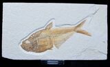Inch Diplomystus Fossil Fish - Excellent #1568-1
